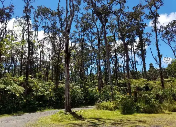 Rainforest setting at Volcano Forest Inn