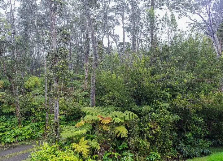 Rainforest setting at Volcano Forest Inn